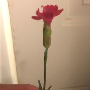 Meet your Posher, Hasel